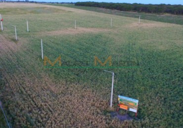 VENTA:  LOTES DE 1 HECTAREA, LOTEO "3 ESTRELLAS" EN TOAY